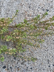 Lepidium ramosissimum