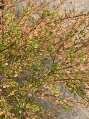 Lepidium ramosissimum