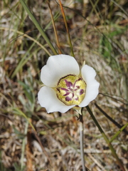 Calochortus ambiguus