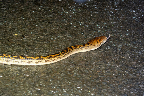 Australian Scrub Python sighting