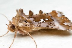 Autographa corusca