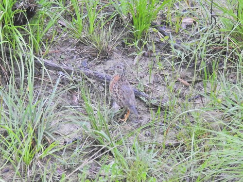 Painted Buttonquail (Turnix varius), photo 10