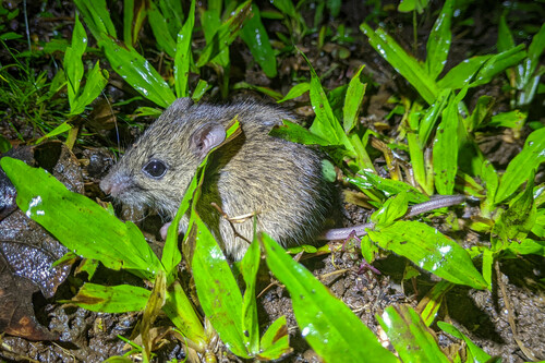 Fawn-footed Melomys
