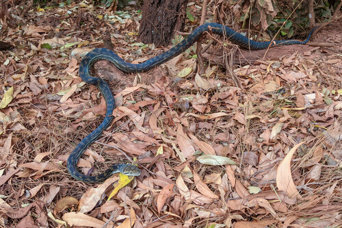 Australian Scrub Python sighting