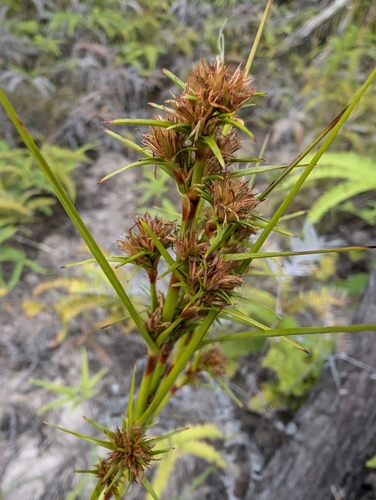 Anthelepis undulata observed 2024-12-13