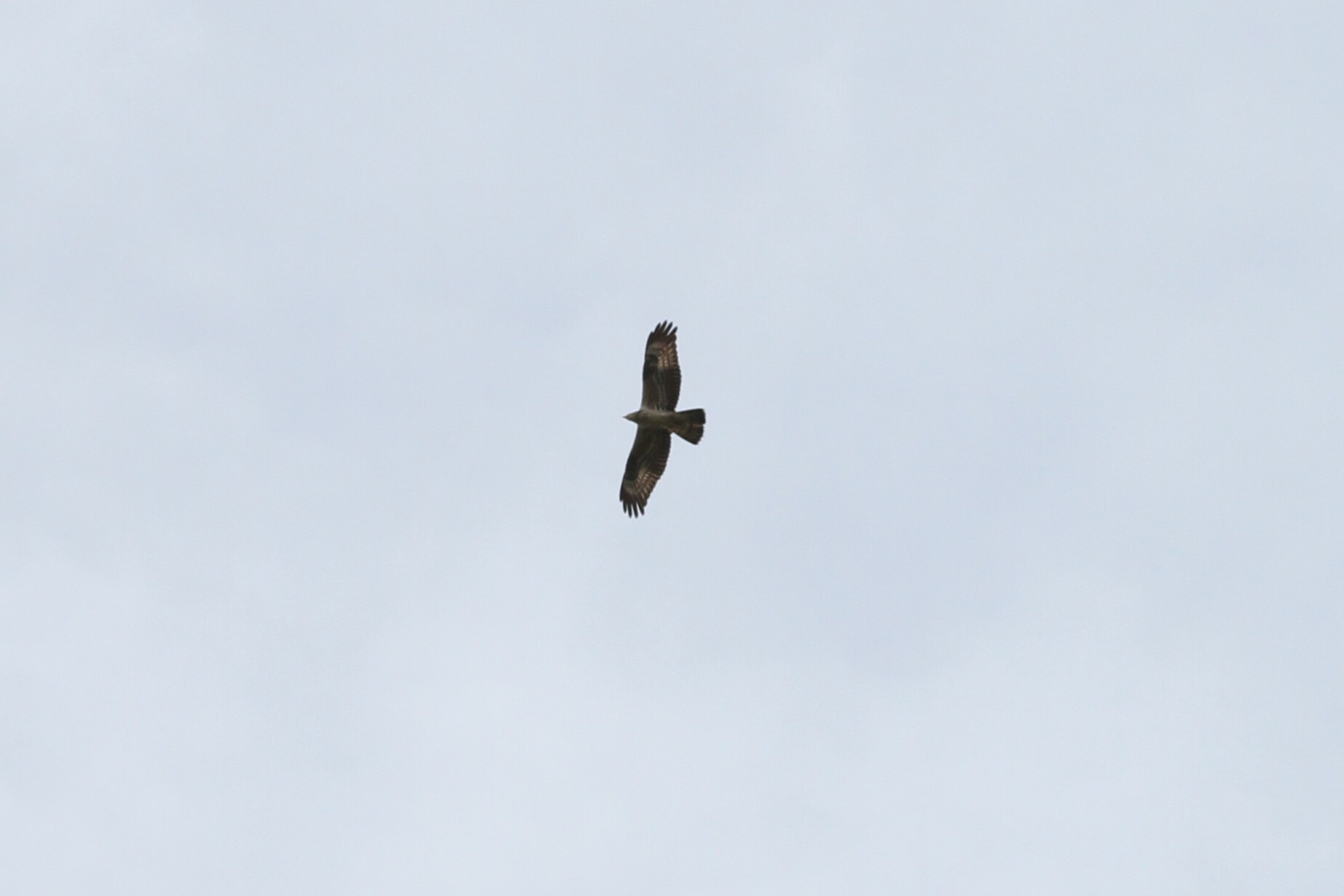 European Honey Buzzard
