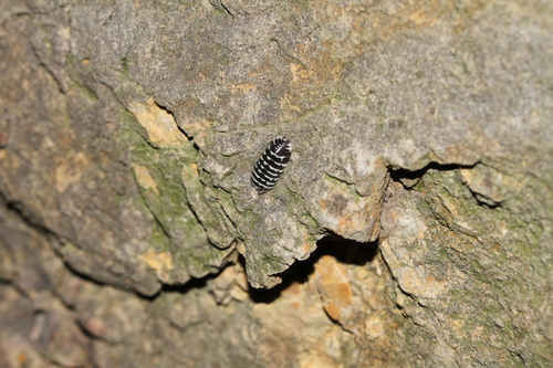 Photo of Zebra Isopod (Armadillidium maculatum)