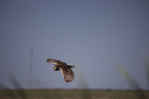 iNaturalist image
