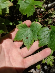 Ribes glandulosum