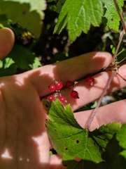 Ribes glandulosum
