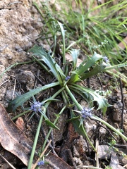 Eryngium vesiculosum