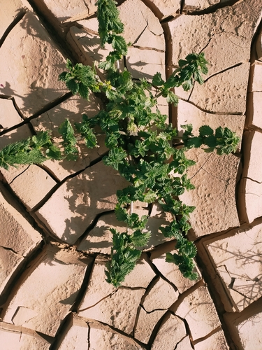 Dwarf Nettle