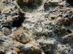 Microlipophrys dalmatinus