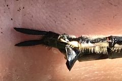 Somatochlora elongata