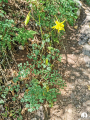 Aquilegia chrysantha