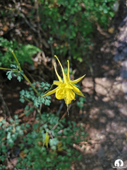Aquilegia chrysantha
