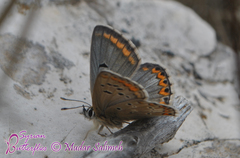 Aricia bassoni