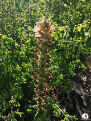 Pedicularis procera