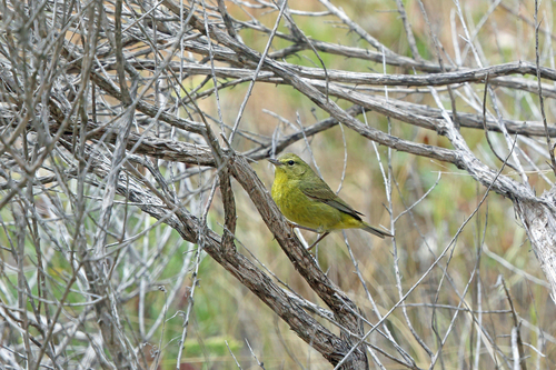 Orange-crowned Warbler (Leiothlypis celata), photo 6