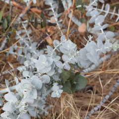 Eucalyptus pulverulenta