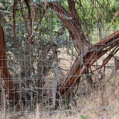Eucalyptus pulverulenta