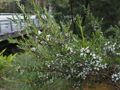 Leptospermum riparium