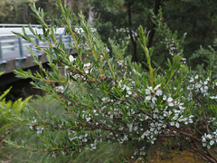 Leptospermum riparium
