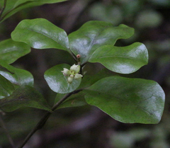 Alseuosmia banksii banksii