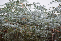 Eucalyptus pulverulenta