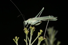 Insara elegans elegans