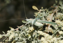 Insara elegans elegans