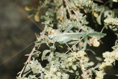 Insara elegans elegans