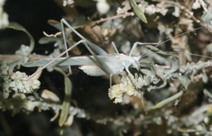 Insara elegans elegans