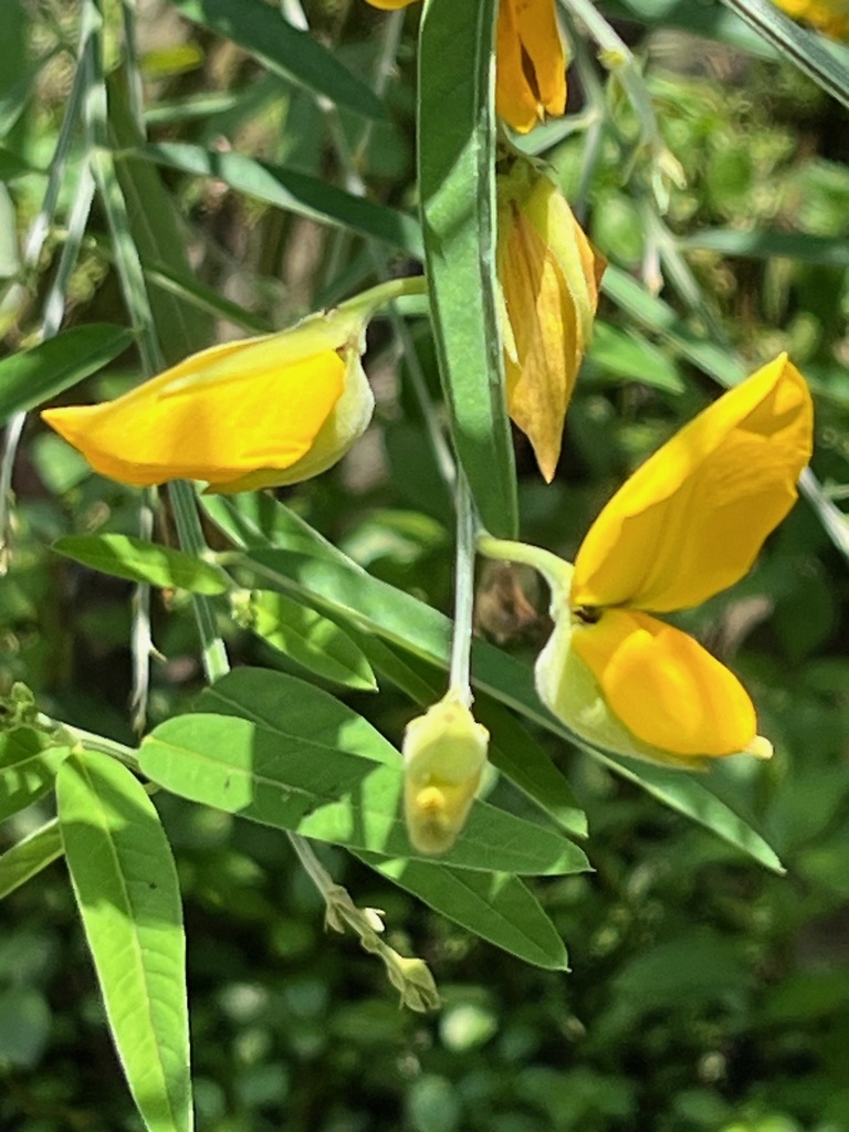 Indian-hemp (Crotalaria juncea)