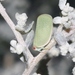 Acanalonia clypeata - Photo 由 James Bailey 所上傳的 (c) James Bailey，保留部份權利CC BY-NC