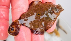 Pleuronichthys coenosus