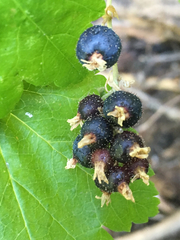 Ribes wolfii