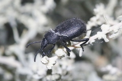 Eleodes hirsuta