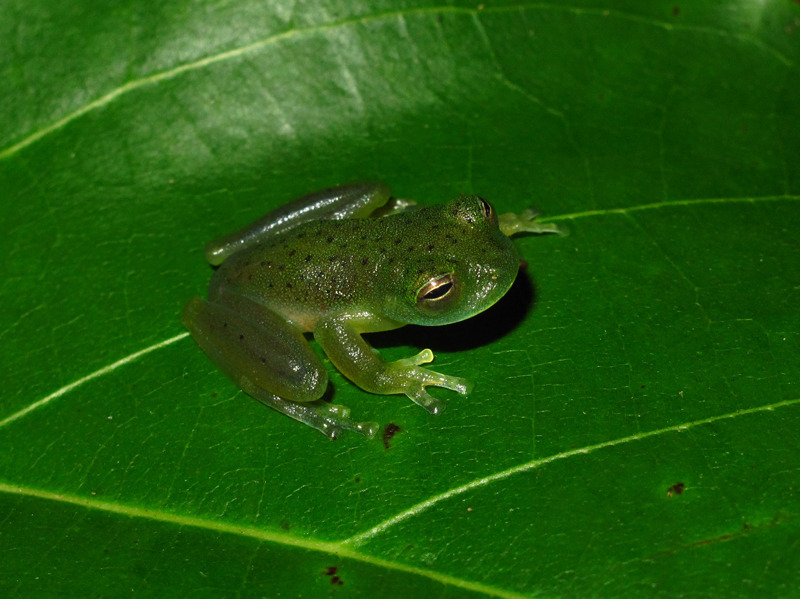 Vitreorana