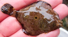 Pleuronichthys coenosus