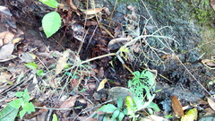 Piper auritum