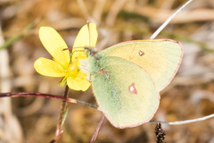 Colias canadensis