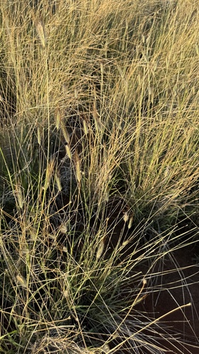 Queensland Blue Grass