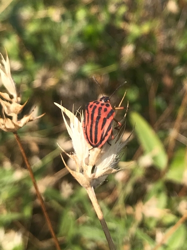 Polutočkasti smrdljivac (Graphosoma semipunctatum)