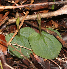 Corybas rotundifolius