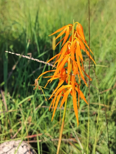 Orthochilus walleri