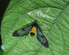 Cosmosoma stibosticta