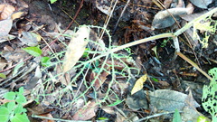 Piper auritum