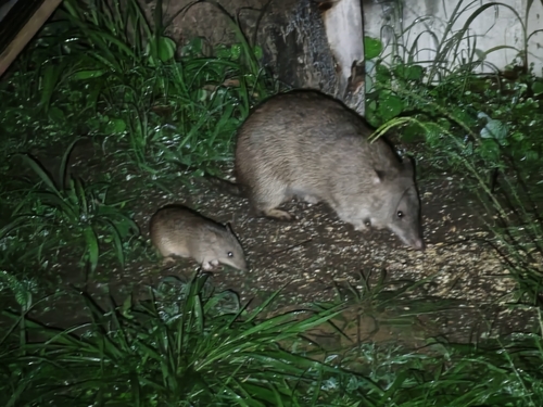 Northern Brown Bandicoot, Tiwi Islands Region, Tiwi Islands NT 0822, Australia, photo 7 of 10
