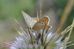 Aricia bassoni